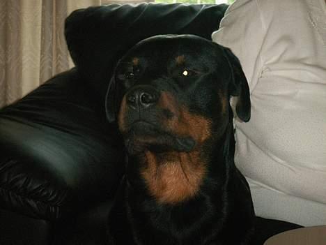 Rottweiler rex - 1 år gammel billede 19