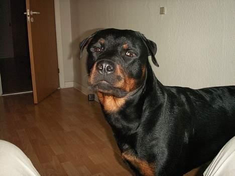 Rottweiler rex - 1 år gammel billede 20