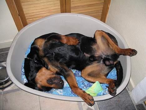 Rottweiler Elvis - Læg mærke til Billed 5 :) Han har det stadig i sig ;)  billede 14