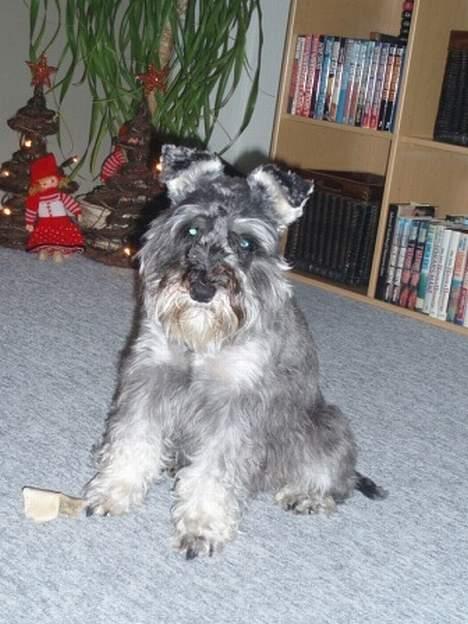 Dvaergschnauzer Fione billede 1