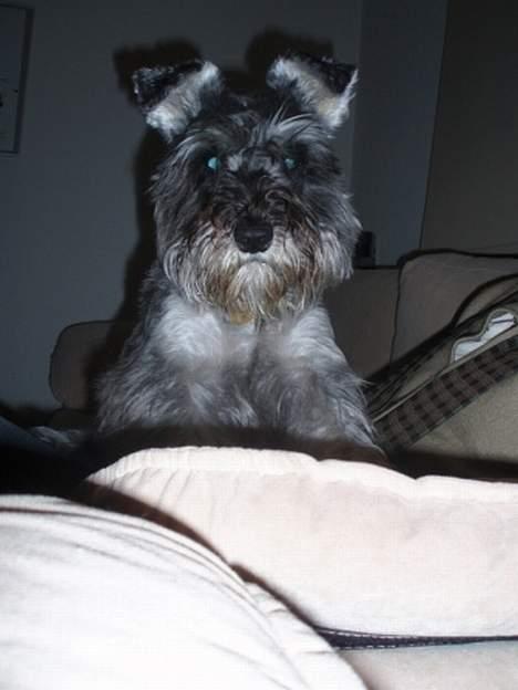 Dvaergschnauzer Fione billede 2