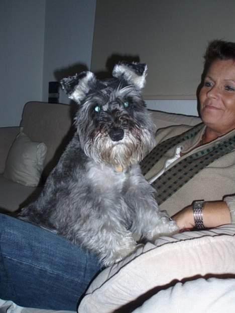 Dvaergschnauzer Fione billede 3