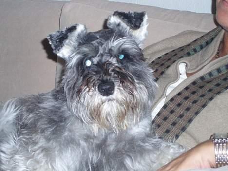 Dvaergschnauzer Fione billede 4