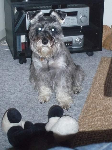 Dvaergschnauzer Fione billede 5