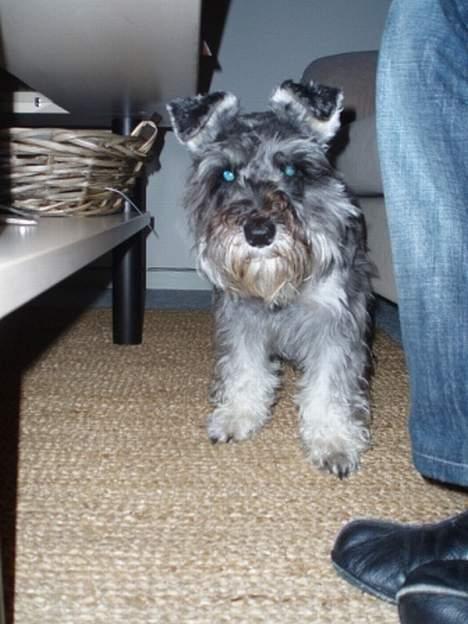 Dvaergschnauzer Fione billede 6