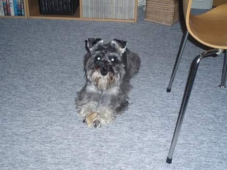 Dvaergschnauzer Fione billede 7