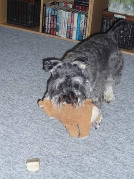 Dvaergschnauzer Fione billede 8