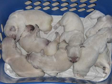 Golden retriever Hvalpe - Her ligger de allesammen billede 1