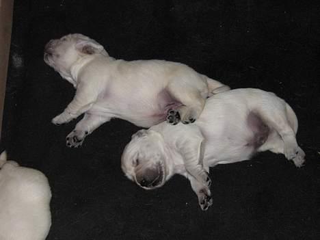 Golden retriever Hvalpe - ZzZzZzZ billede 2