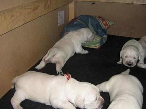 Golden retriever Hvalpe - Det er altid en god ide at gå på opdagelse ! billede 3