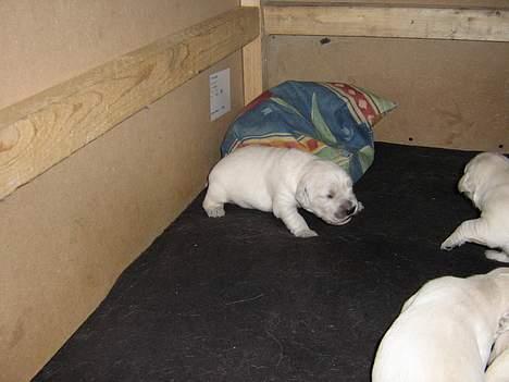 Golden retriever Hvalpe - Jaaaa!!!! en pude :-) billede 4