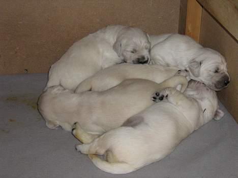Golden retriever Hvalpe - Der er nu intet bedre end at ligge sammen... billede 5