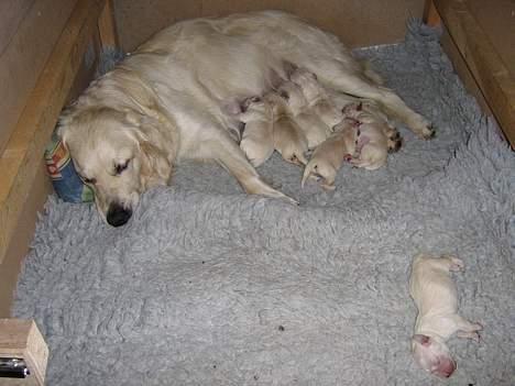 Golden retriever Hvalpe - Mad tid ! billede 6