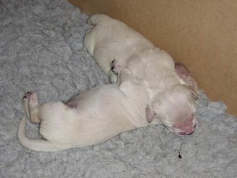 Golden retriever Hvalpe - De ligger lidt mærkeligt :S billede 7