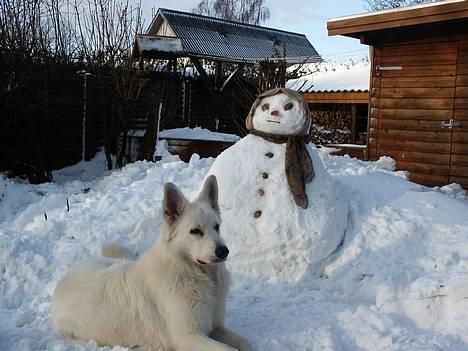 Hvid schæfer Alaska - Fru frost og Alaska i haven  billede 20