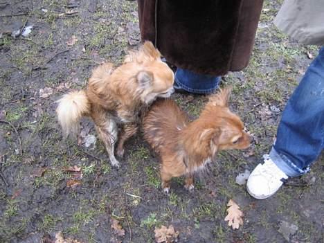 Chihuahua Louis the Pitbull - Mon ikke den tænker over jeg faktisk er en han hund *GG* billede 11