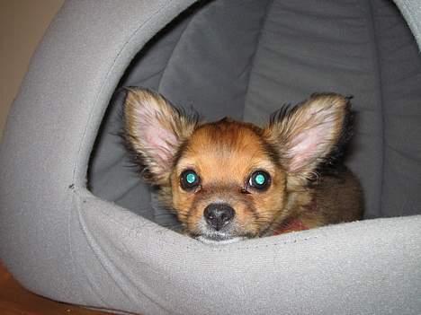 Chihuahua Louis the Pitbull - Min dejlige hule :D  billede 12