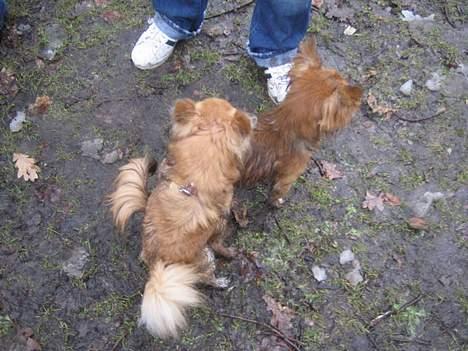 Chihuahua Louis the Pitbull - Undskyld sagde jeg ikke jeg var en HAN ????  billede 13