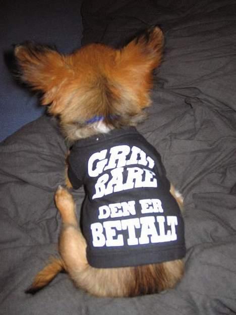 Chihuahua Louis the Pitbull - Far kunne ikke lade vær med og smide dette billede på :) billede 14