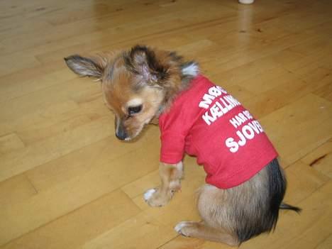 Chihuahua Louis the Pitbull - Det passer til fars image :)  billede 15