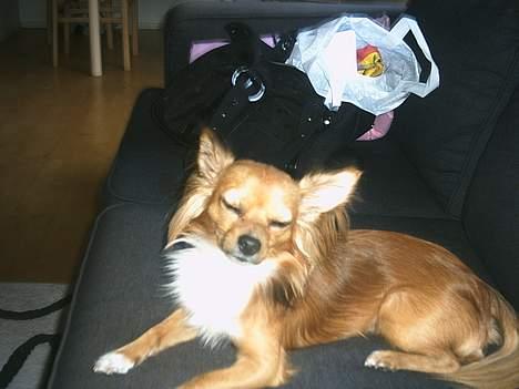 Chihuahua Louis the Pitbull - Ihhh ligger og sover også begynder blæsten i stuen :( billede 17