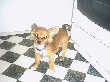 Chihuahua Louis the Pitbull - Findes der mon mad i dette køkken *GG* ( Hos fars veninde ) billede 18