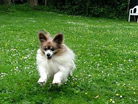 Papillon blomme R.I.P billede 1
