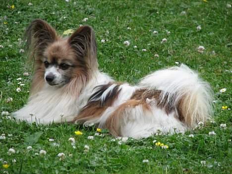 Papillon blomme R.I.P billede 2