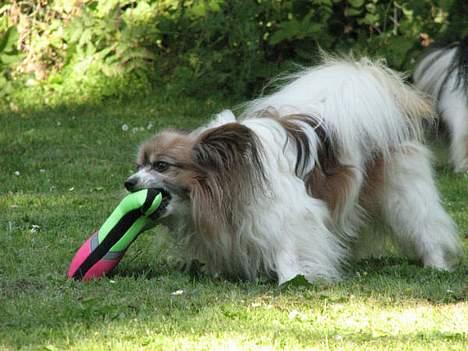 Papillon blomme R.I.P billede 3