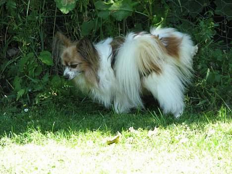 Papillon blomme R.I.P billede 4
