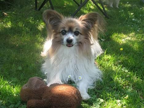 Papillon blomme R.I.P billede 5