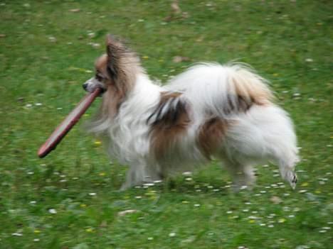 Papillon blomme R.I.P billede 7