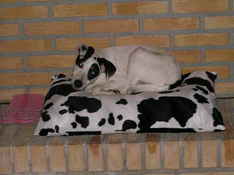 Dansk svensk gaardhund Kenzo billede 3