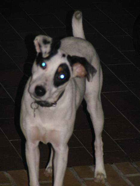 Dansk svensk gaardhund Kenzo billede 4