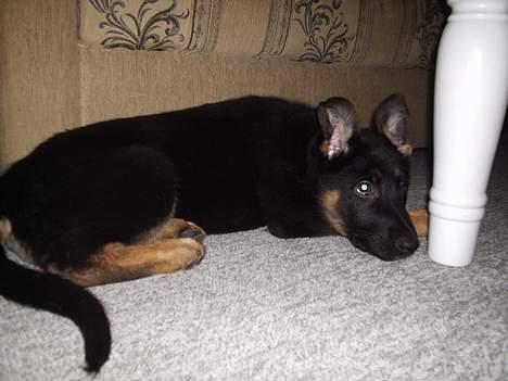 Schæferhund Dj'appes Lea R.I.P billede 8