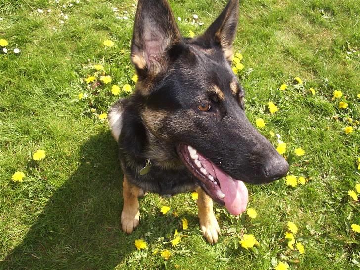 Schæferhund Dj'appes Lea R.I.P - mærkelig vinkel mor billede 9