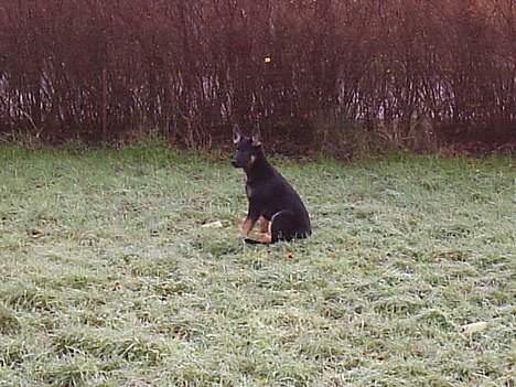 Schæferhund Dj'appes Lea R.I.P billede 10