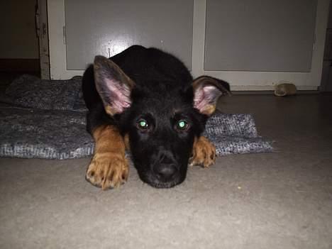 Schæferhund Dj'appes Lea R.I.P billede 11