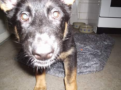 Schæferhund Dj'appes Lea R.I.P billede 12