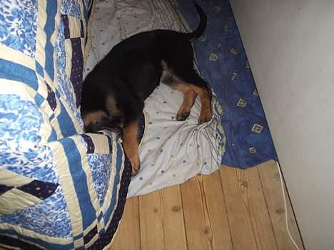 Schæferhund Dj'appes Lea R.I.P billede 13