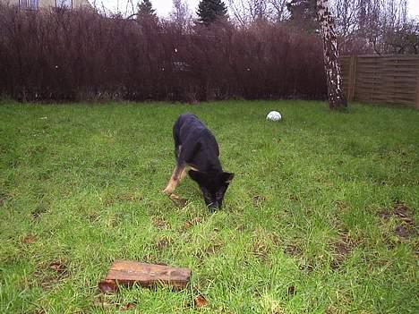 Schæferhund Dj'appes Lea R.I.P billede 14