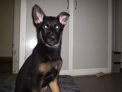 Schæferhund Dj'appes Lea R.I.P billede 15