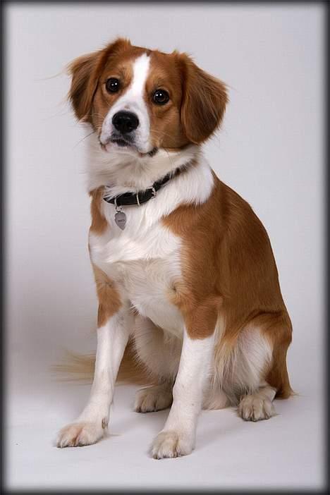 Blanding af racer Mark billede 17