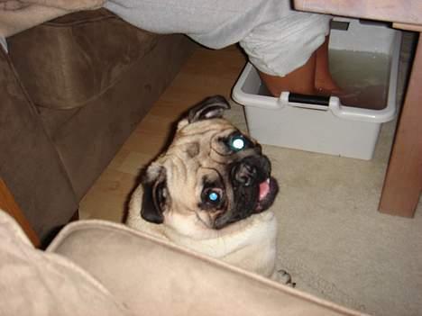 Mops Cæsar billede 9