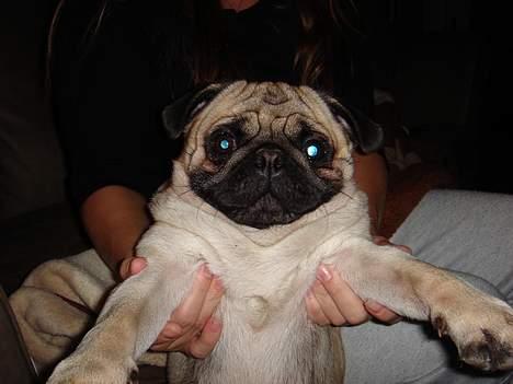 Mops Cæsar billede 10