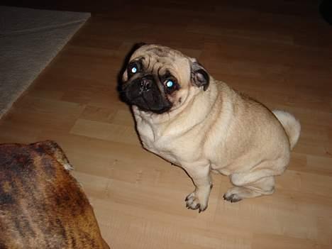 Mops Cæsar billede 11