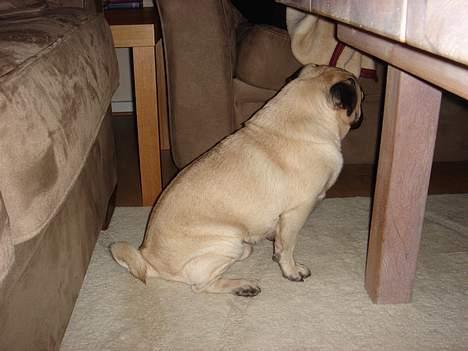 Mops Cæsar billede 12