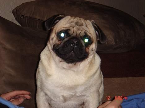 Mops Cæsar billede 13