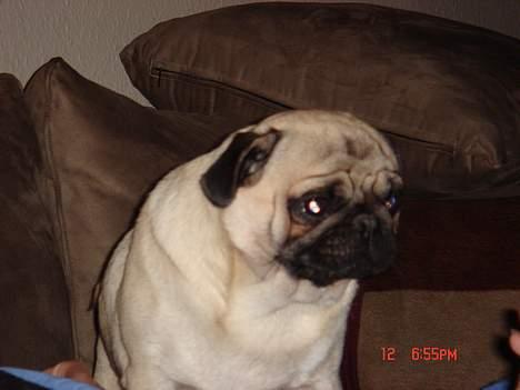 Mops Cæsar billede 14