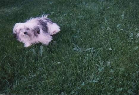 Bichon havanais Smilla - smilla som hvalp, er hun ikke SKØØØNN!! 2002 billede 8